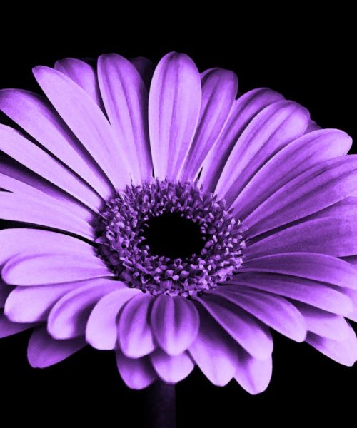 violet-black