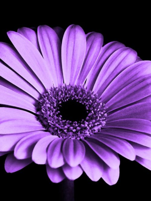 violet-black