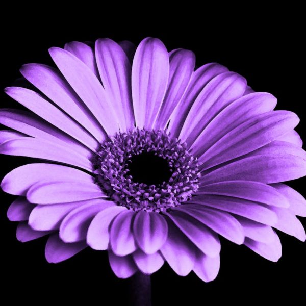 violet-black