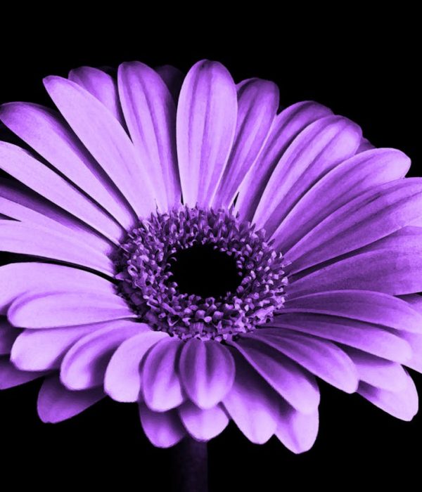 violet-black