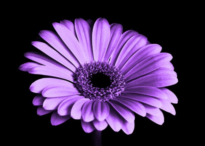 violet-black