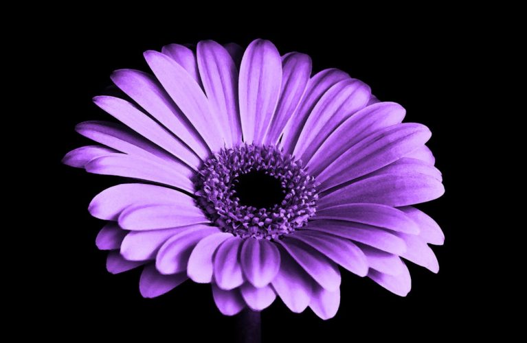 violet-black