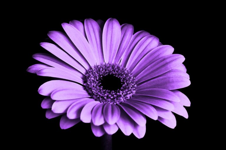 violet-black
