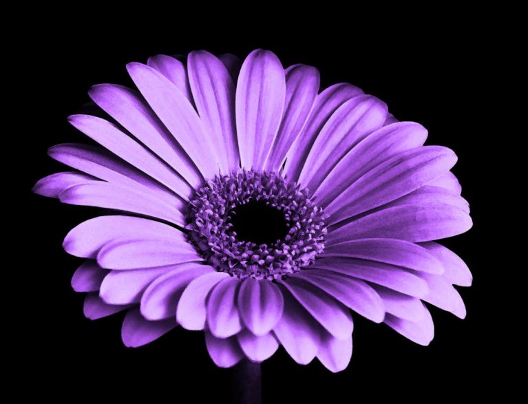 violet-black