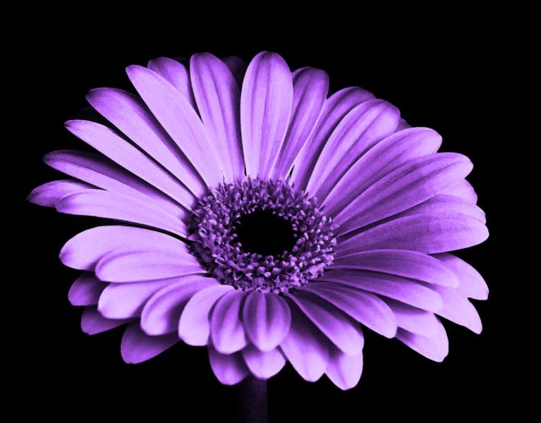 violet-black