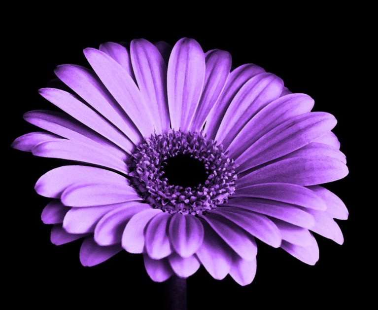 violet-black