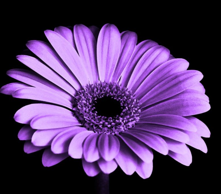 violet-black