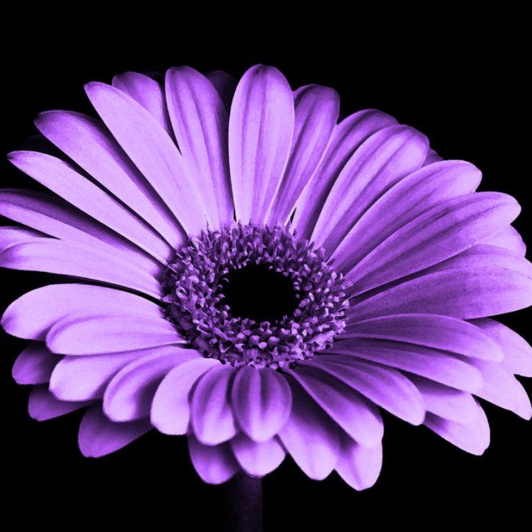 violet-black