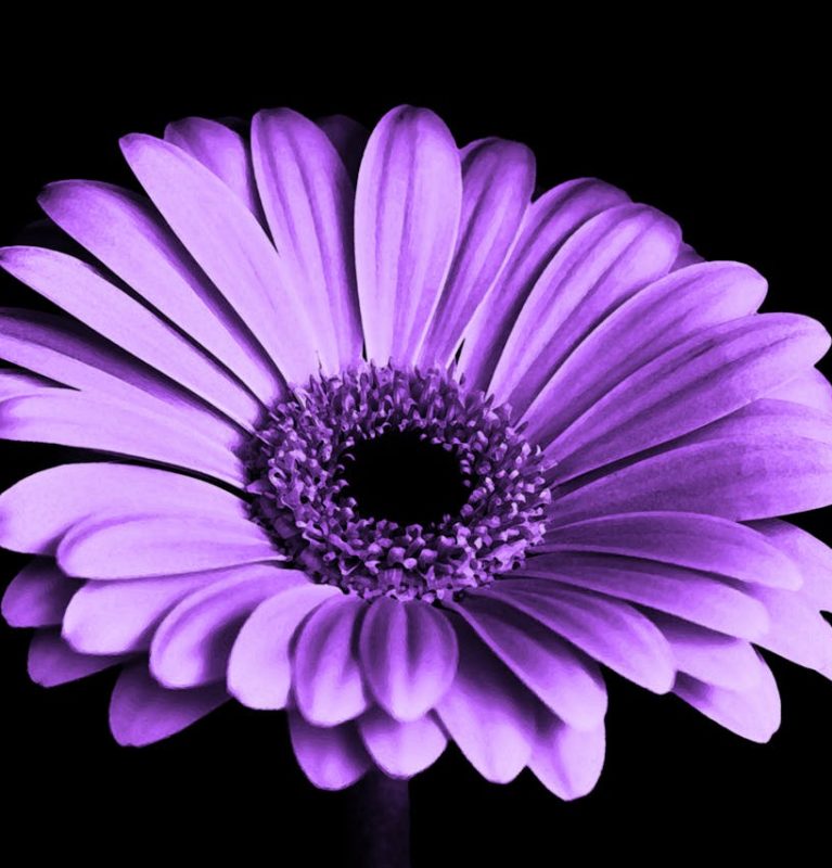 violet-black