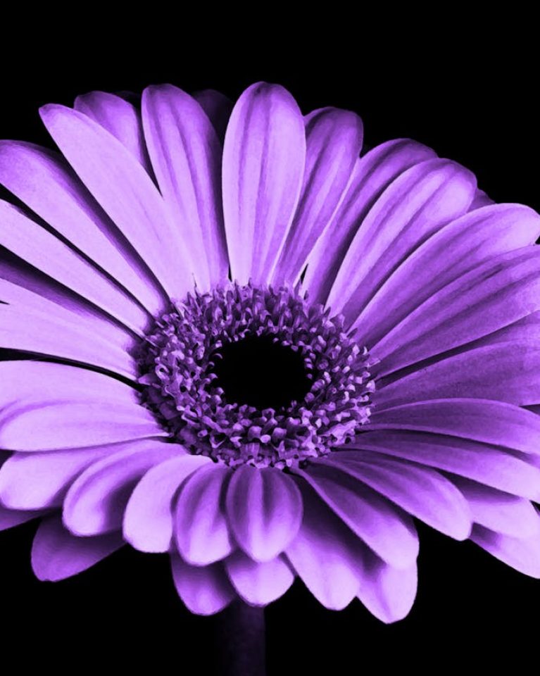 violet-black