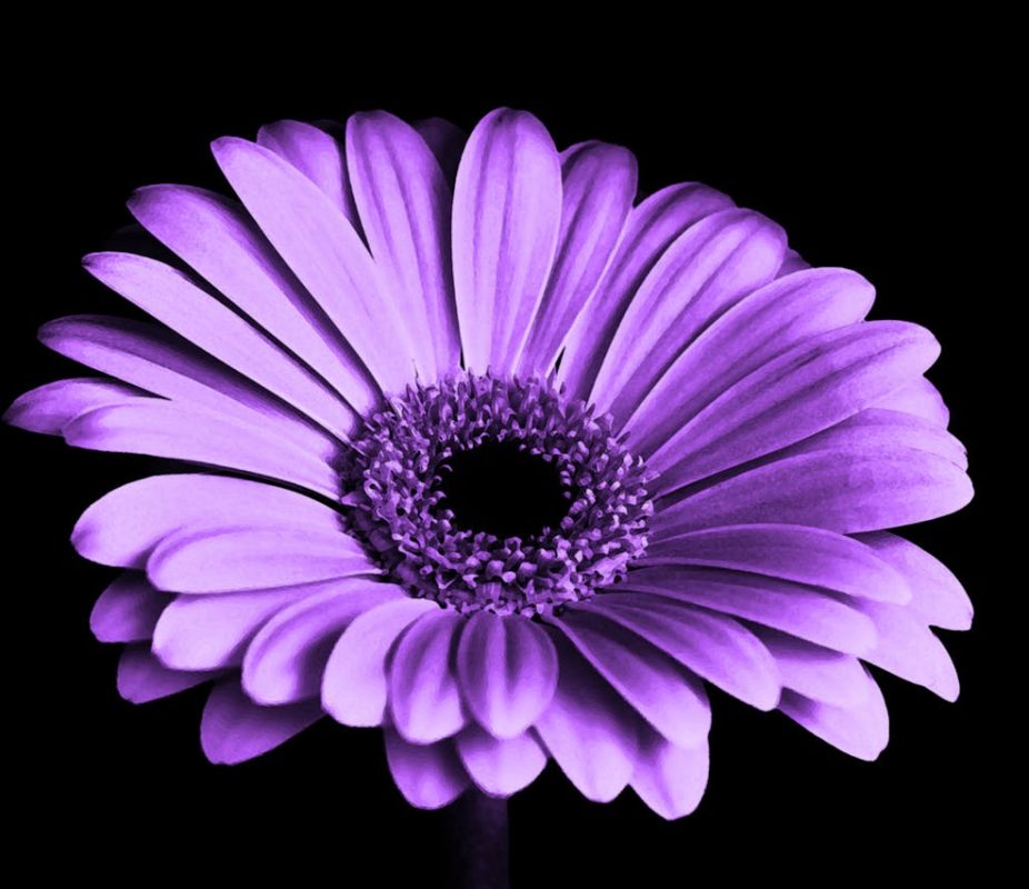 violet-black